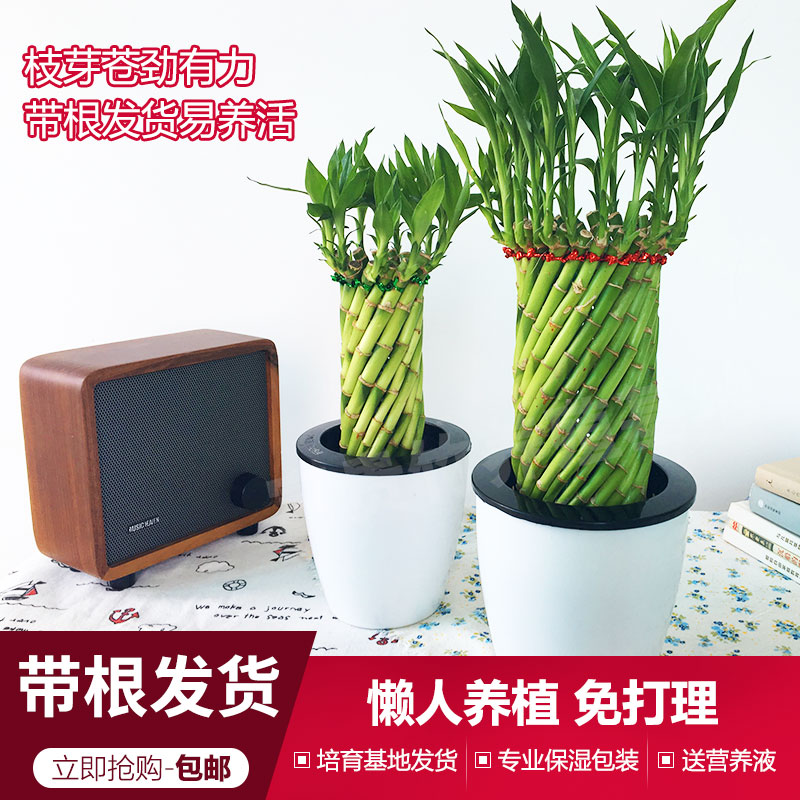 好养富贵竹水培植物转运竹客厅室内花草盆景竹子盆栽四季常青绿植
