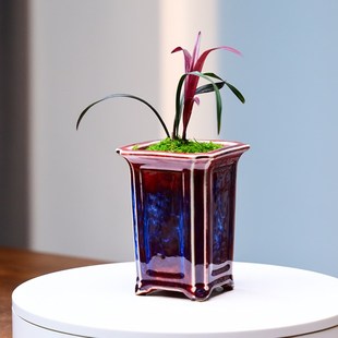 红草红荷建兰钧窑名贵矮种兰花苗陶瓷好养红花小盆栽室内客厅茶几