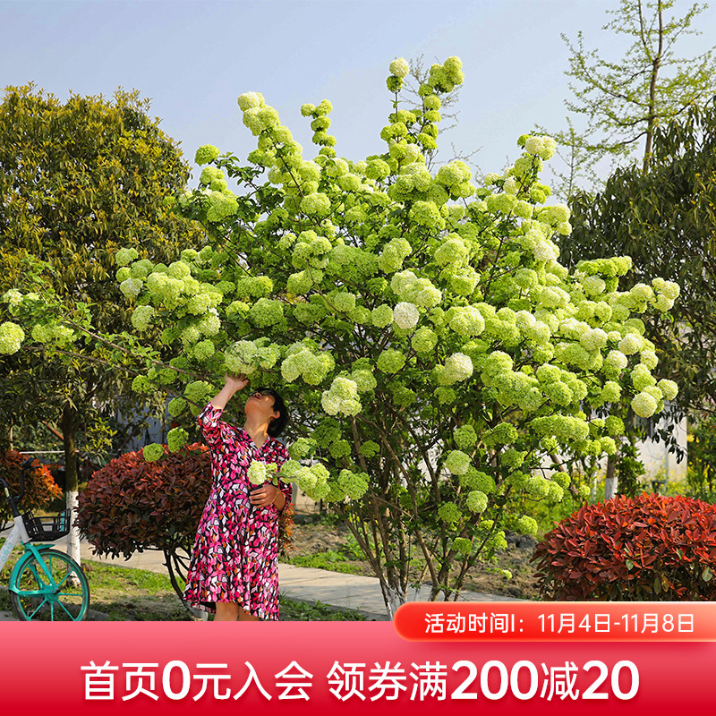 海蒂的花园  双11中华木绣球斗球欧洲木绣球树苗植物花卉盆栽