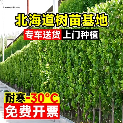 丛生大叶北海道黄杨树苗直立冬青庭院别墅篱笆墙围栏四季绿化苗木