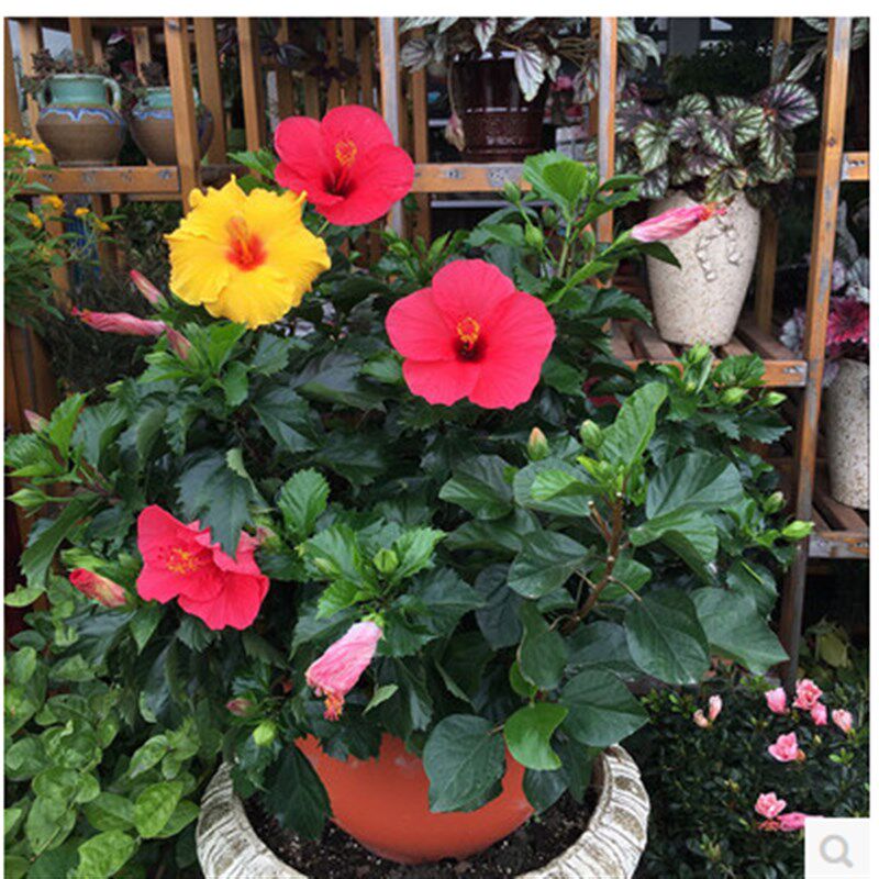 丹麦木槿花苗盆栽阳台好养四季花卉观花绿植物室内扶桑花朱瑾牡丹