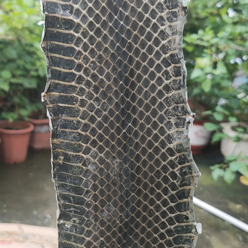 乐器配件精选整条乌稍皮越胡皮京胡西皮二黄京二胡曲胡蒙皮乐器皮