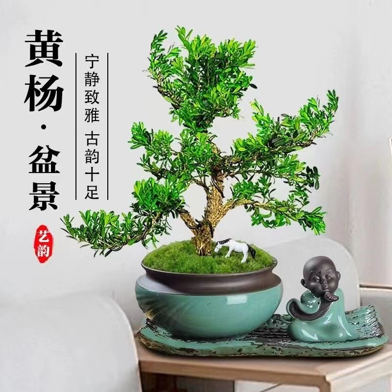 广东雀舌黄杨盆景皱皮小叶黄杨盆景造型名贵盆景树苗盆栽室内常青
