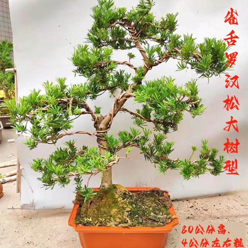 金钻罗汉松盆栽老桩庭院大树 四季常青雀舌罗汉松别墅绿植阳台