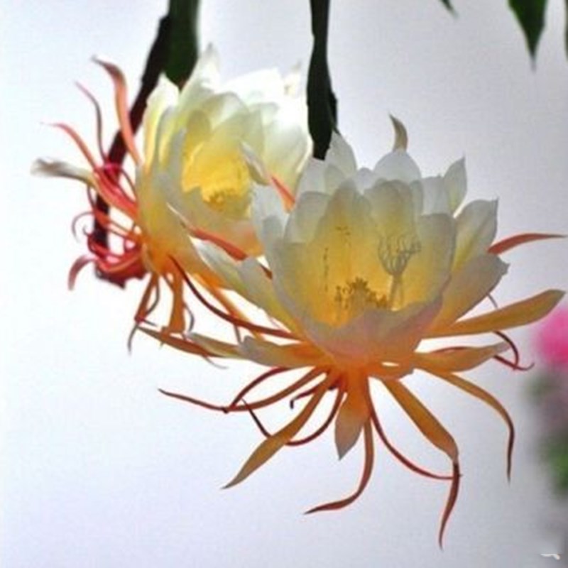 大叶昙花苗阳台桌面高档盆栽绿植昙花盆栽四季长青当年开花可食用