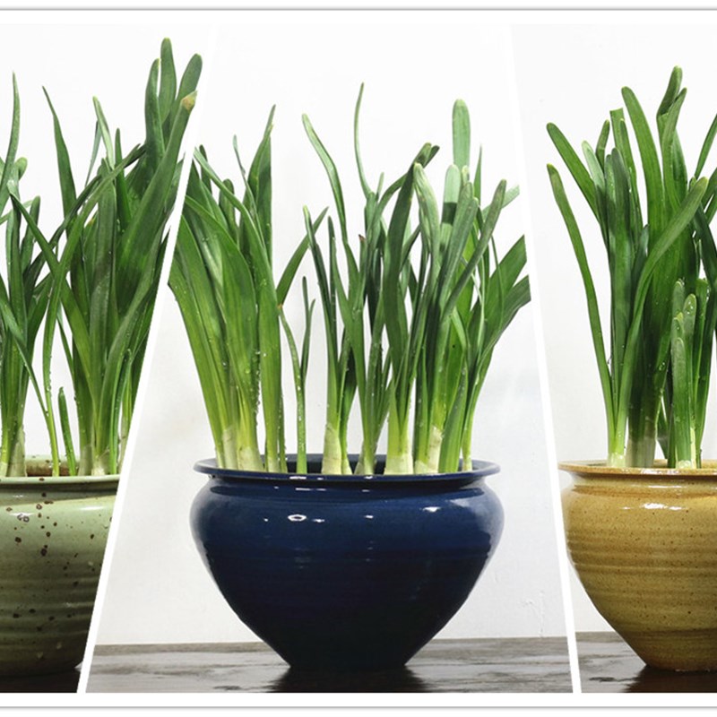 大口径景德镇陶瓷水仙水培花盆小鱼缸养鱼铜钱草碗莲一叶莲无孔