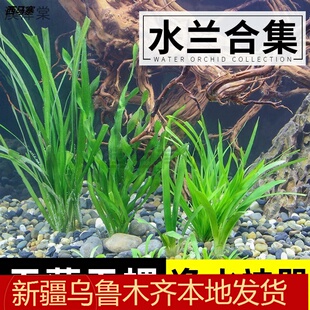 水兰水草植物大小细叶扭兰龙舌兰鱼缸阴性真草新手古法养鱼造景草
