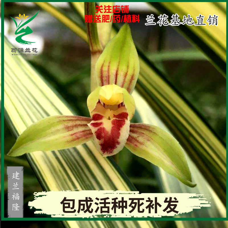 翁源兰花苗建兰中透线艺铭品福隆金边兰草室内阳台办公绿植原盆栽