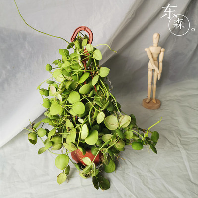 室内外小吊盆绿植可缠绕 圆叶玉荷包 爱元果红花苞好养活爬藤植物