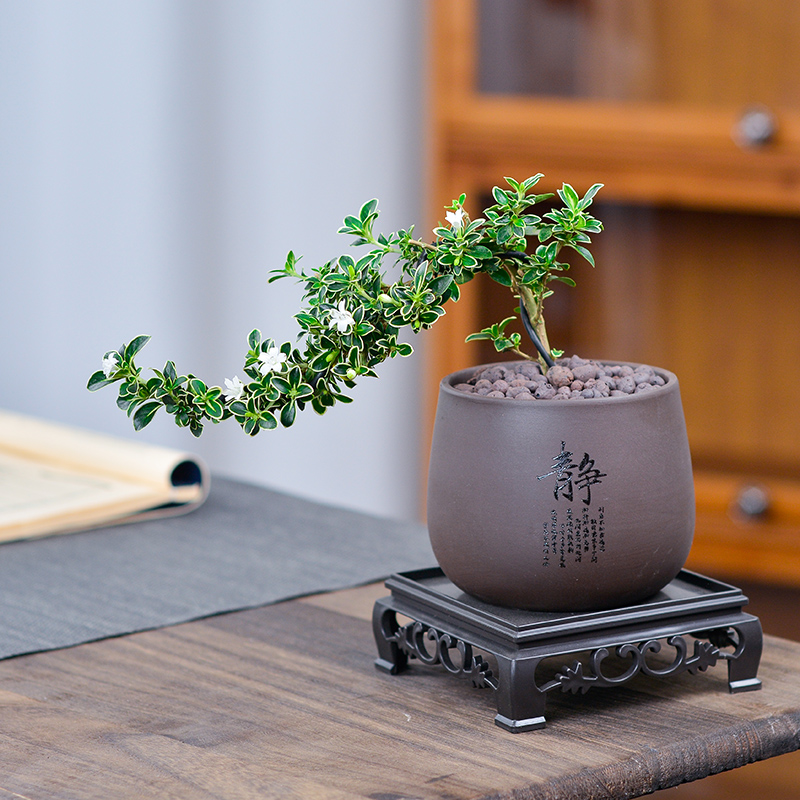 六月雪盆景老桩室内绿植花卉客厅办公室桌面禅意摆件植物好养盆栽