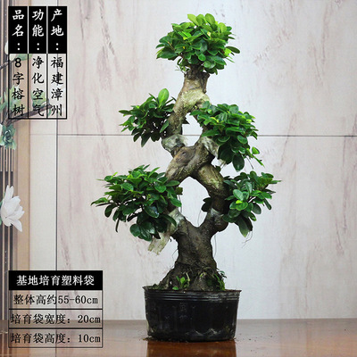大型榕树盆景S弯型8字金钱榕树盆栽造型树桩室内净化空气绿植花卉