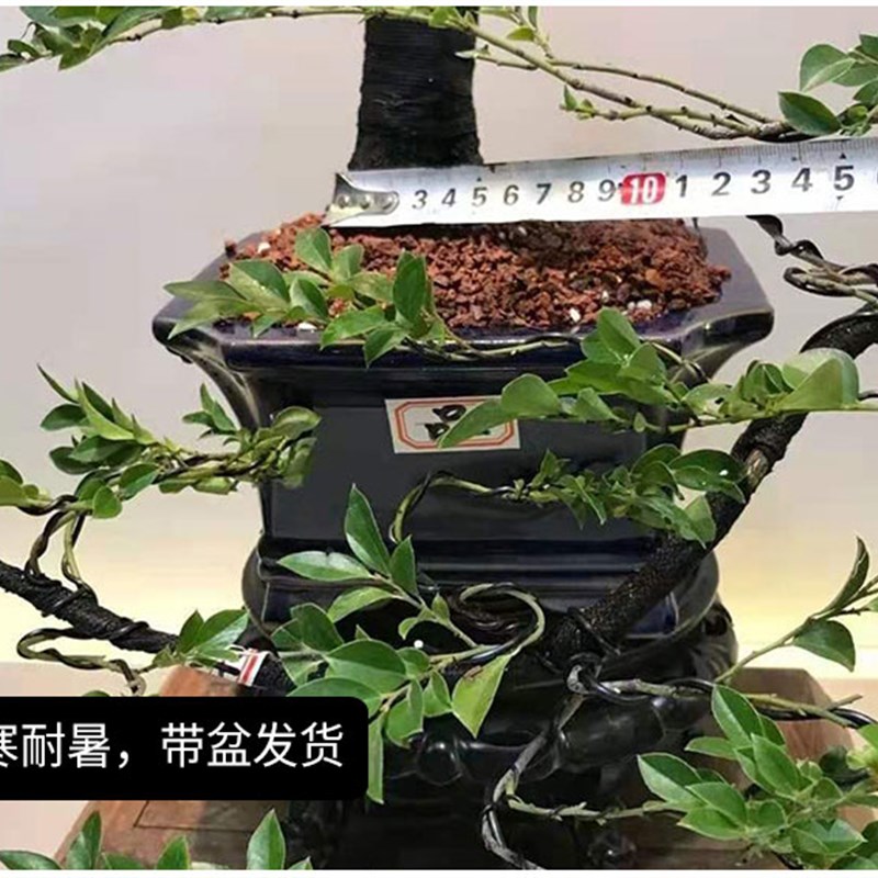 小叶紫檀盆景树桩植物花卉盆栽办公室内绿植黑骨茶苗镇宅四季常青