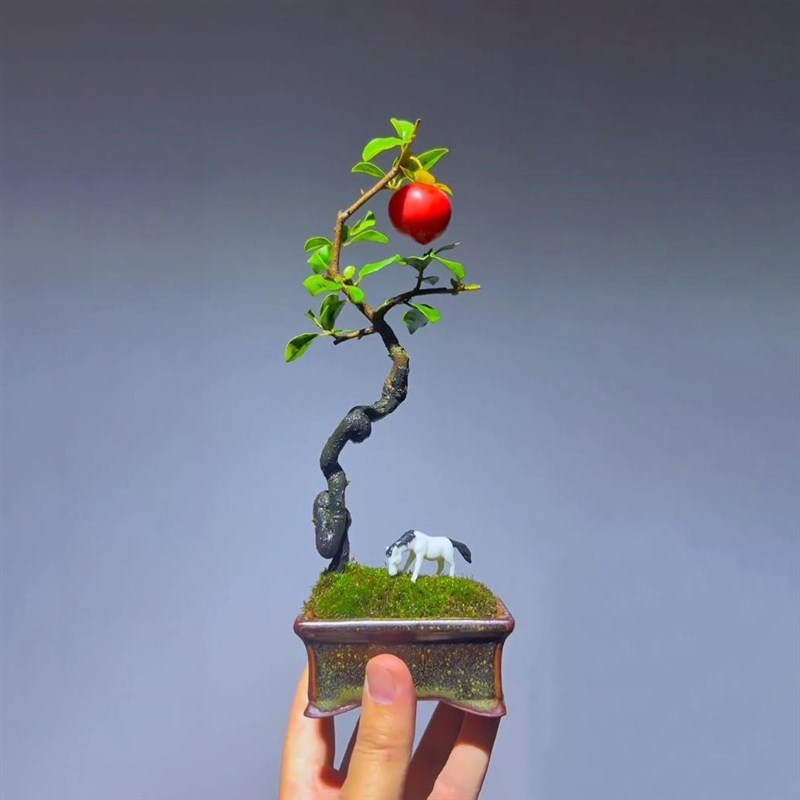 金弹子造型盆景掌中宝盆栽金弹子母树办公室带盆带土好养一物一拍