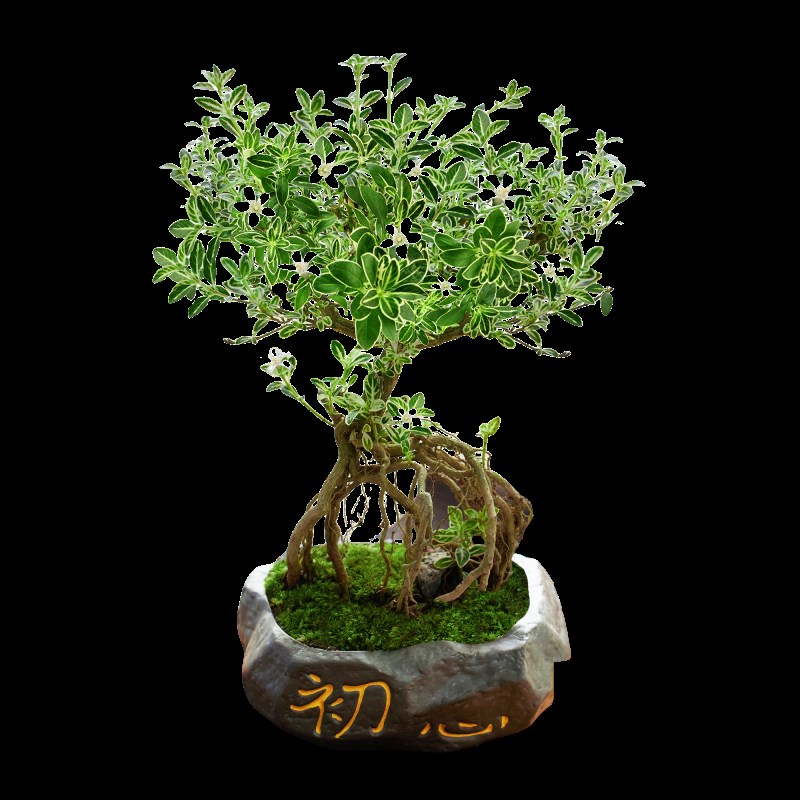 提根六月雪四季盆栽植物室内好养办公室桌面带盆景花苞开花小绿植