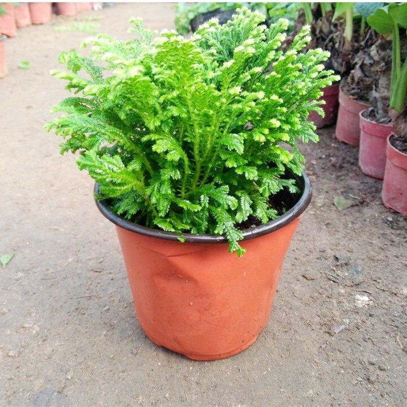 卷柏绿色盆栽植物卷白卷柏九死还魂草蕨类花卉复活草观叶常青绿植