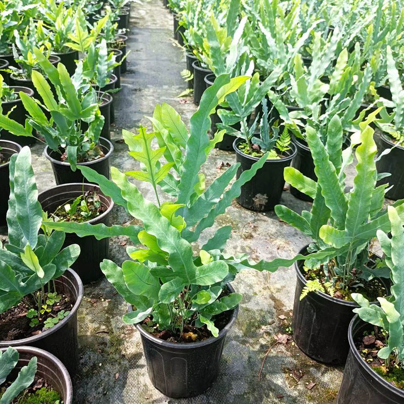 蕨类植物盆栽蓝星水龙骨蕨室内观叶耐阴耐热好养网红懒人植物包邮