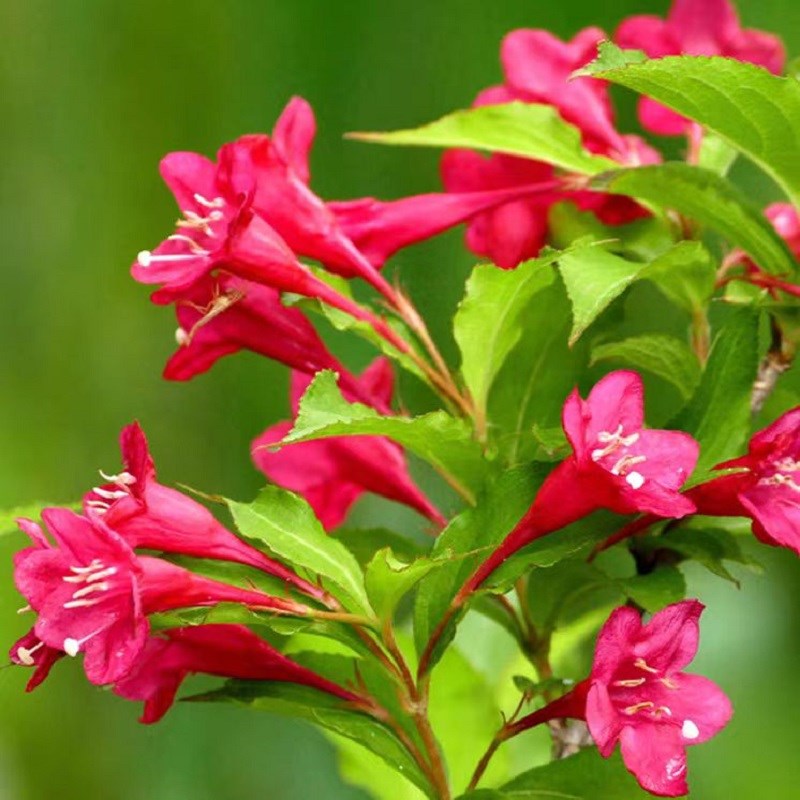 五彩锦带花树苗庭院地栽耐寒耐旱风景树大树独杆红王子锦带绿化苗