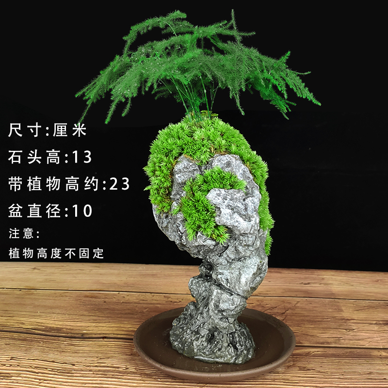 禅意文竹盆栽植物室内四季迷你办公室绿植摆件桌面山水小奇石盆景