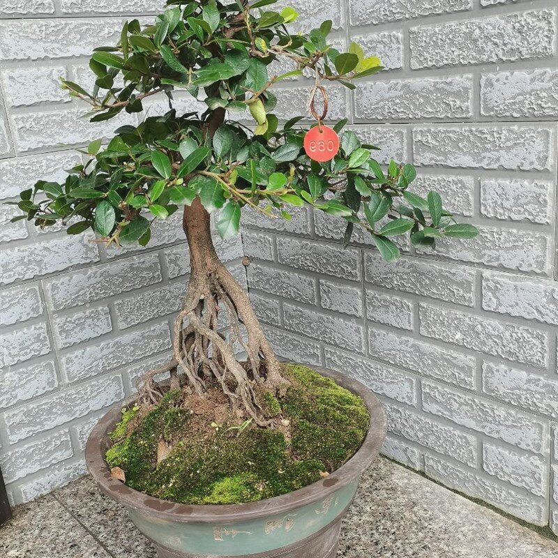 三峡小叶蚊母高提根开红花结青果叶小观赏性高四季常青阳台庭院