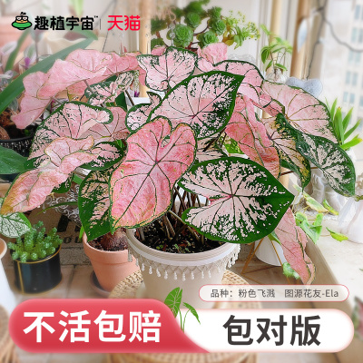 花彩白色恋人彩叶芋盆栽粉色飞溅阳台室内桌面绿植胡椒薄荷种球根