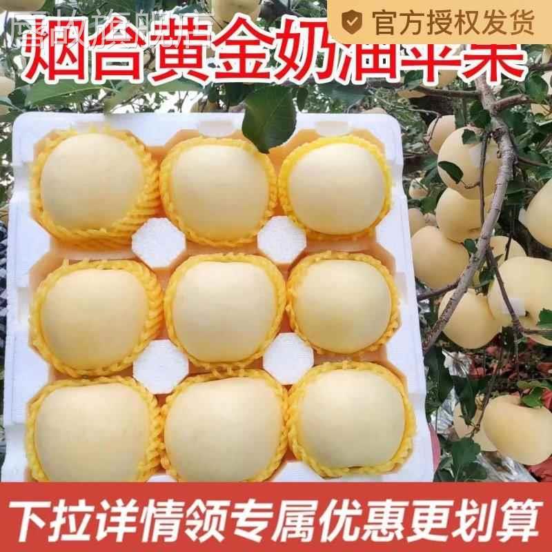 山东烟台黄金奶油富士苹果正宗栖霞水果新鲜当季现摘整箱
