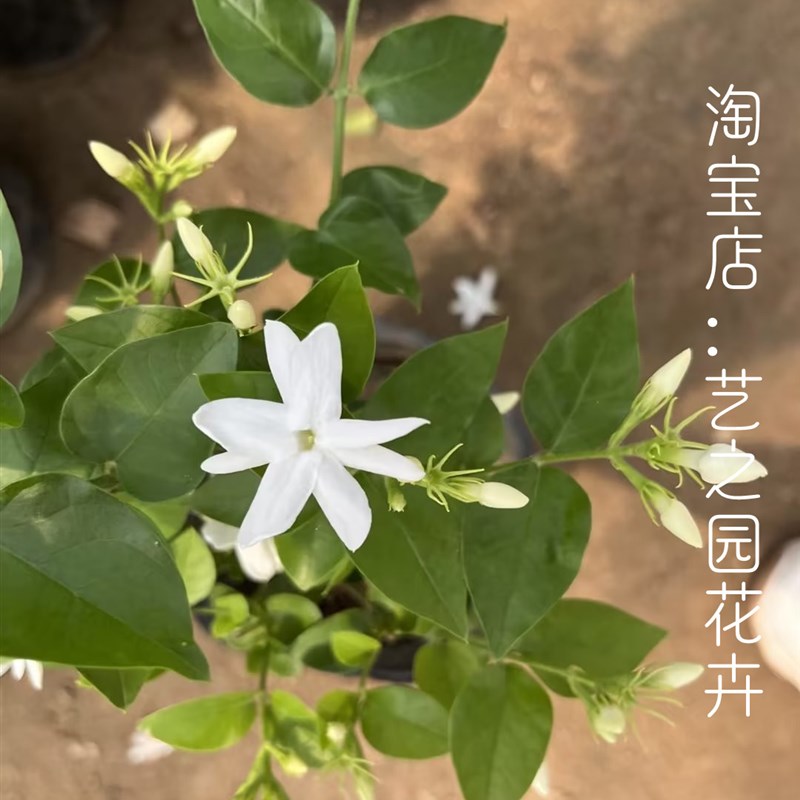 笔尖茉莉独杆单瓣重瓣盆栽花苗老桩小苗阳台庭院四季浓香耐晒植物