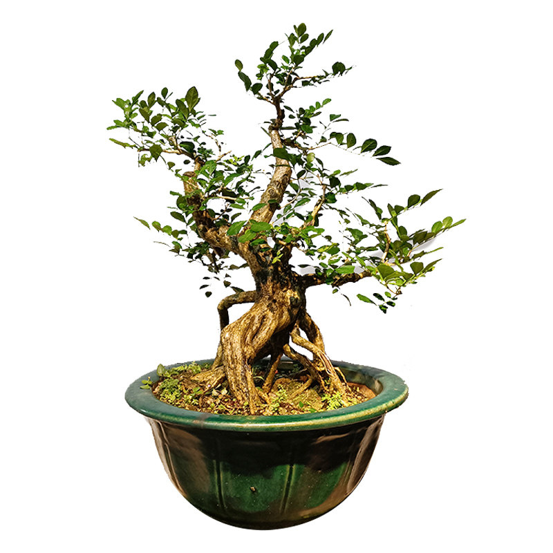 紫薇盆景九里香盆栽朴树老桩浓香型植物室内外阳台四季好养绿植