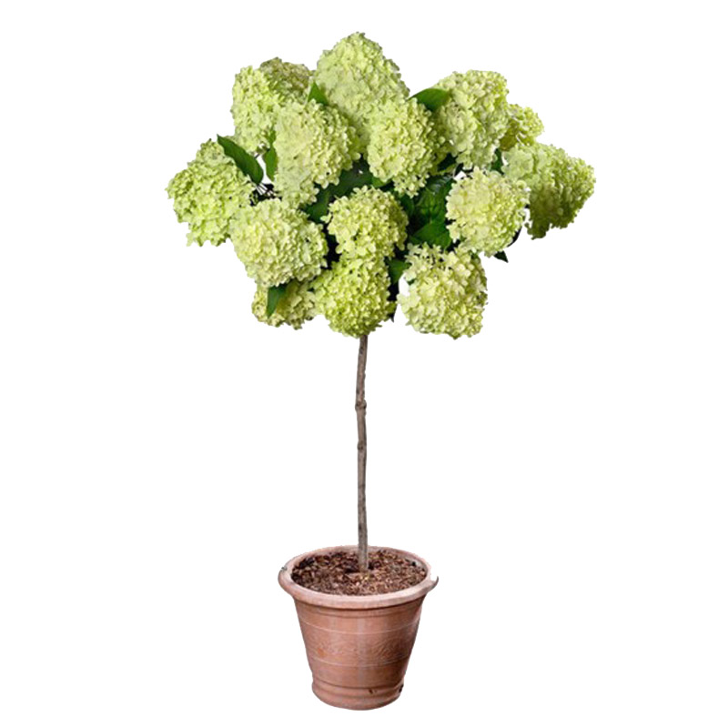 2加仑中华木本绣球花树苗盆栽大花斗球庭院阳台四季耐寒耐晒花卉