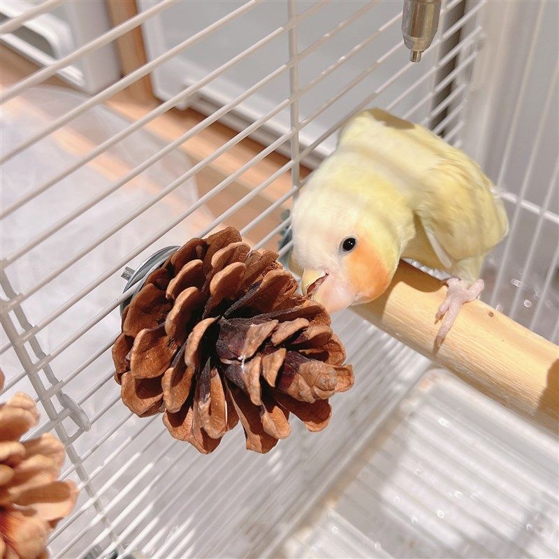 鹦鹉啃咬用品天然松果松球牡丹磨嘴玩具解闷用品鸟笼装饰玄凤,宠物/宠物食品及用品,鸟玩具,淘宝优惠券,粉丝福利购,淘宝优惠卷