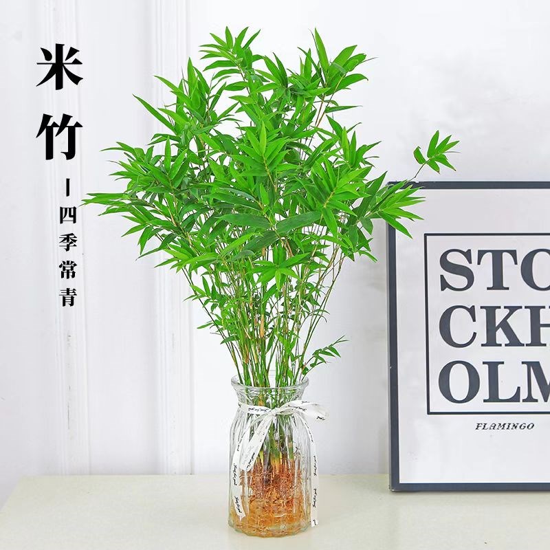 水培米竹富贵竹矮化凤尾竹子苗盆栽室内客厅桌面四季常青绿植盆景