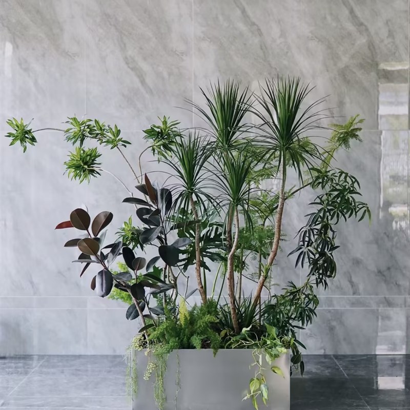 玄关植物隔断大型绿植马槽室内商场公司室外别墅造景花镜组合盆栽