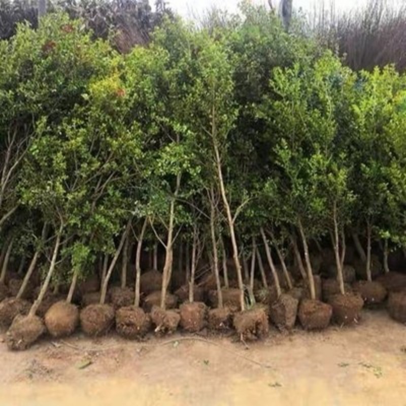 独杆黄杨树苗别墅庭院大型盆景耐寒四季常青易成活小叶瓜子黄杨苗