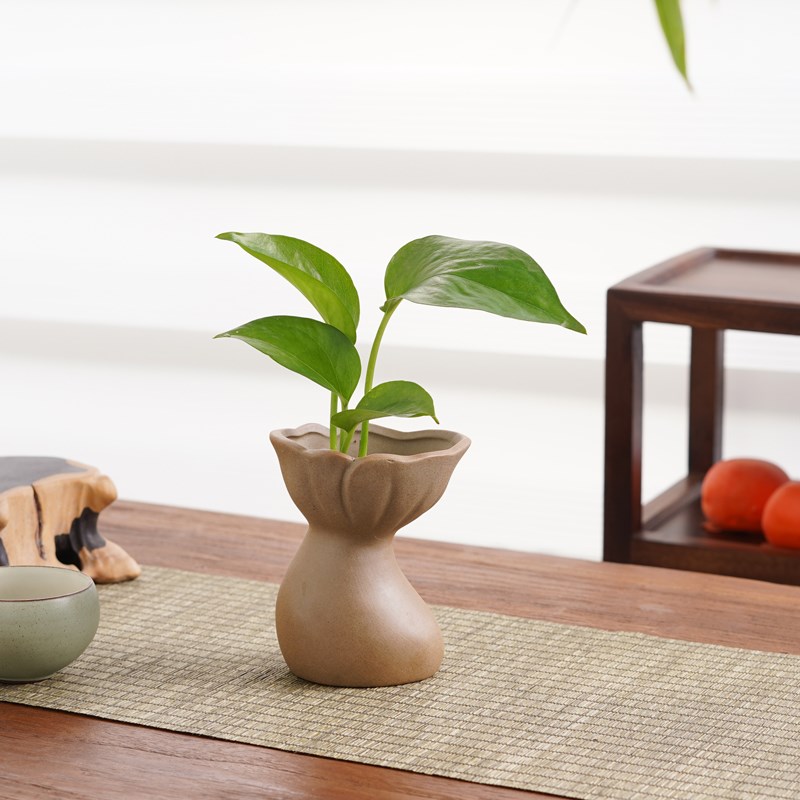 铜钱草盆栽水培绿植物绿萝办公室内客厅桌面好养花卉净化空气茶几