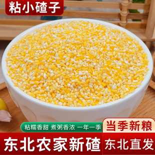 正宗东北香糯玉米碴米饭伴侣当季新米小碴子玉米粘碴子可煮饭煮粥