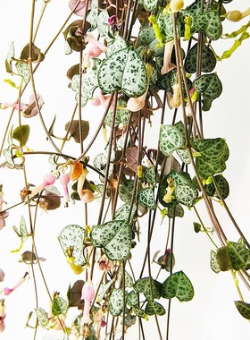 爱之蔓锦一寸心吊兰长藤垂吊多肉盆栽植物室内绿植阳台耐阴旱养