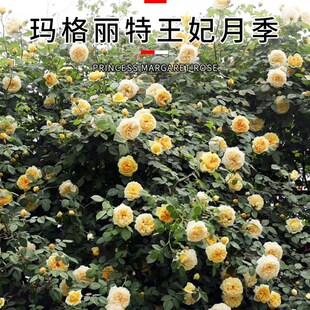 玛格丽特王妃月季苗庭院阳台特大蔷薇苗爬藤四季卉