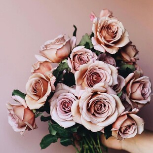 洛月季大苗复古灰色系容易暴款阳台庭院卉绿