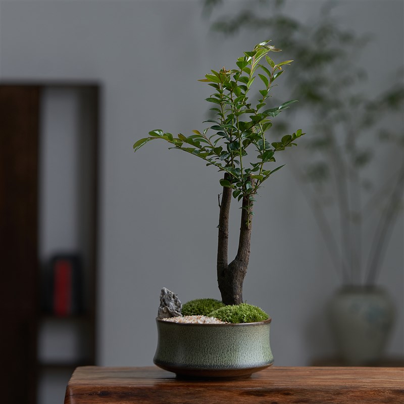 小叶紫檀盆栽植物室内黑骨茶盆景办公室桌面四季常青绿植老桩树苗