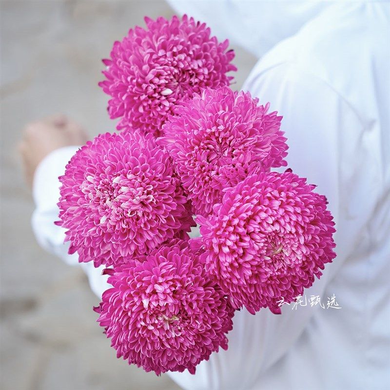 【云花甄选】特级玫红色牡丹菊鲜花客厅花瓶插花观赏性水养蓬莱松,鲜花速递/花卉仿真/绿植园艺,花材,淘宝优惠券,粉丝福利购,淘宝优惠卷