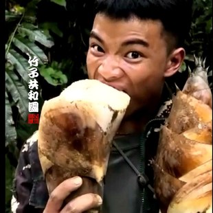 水果笋竹种子苗勃氏甜龙竹营养杯苗生吃竹笋之王竹子君基地直销