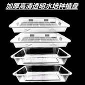 新款 透明水培种植盘芽苗菜种植盆儿童观察看得见根生长水培箱豆芽