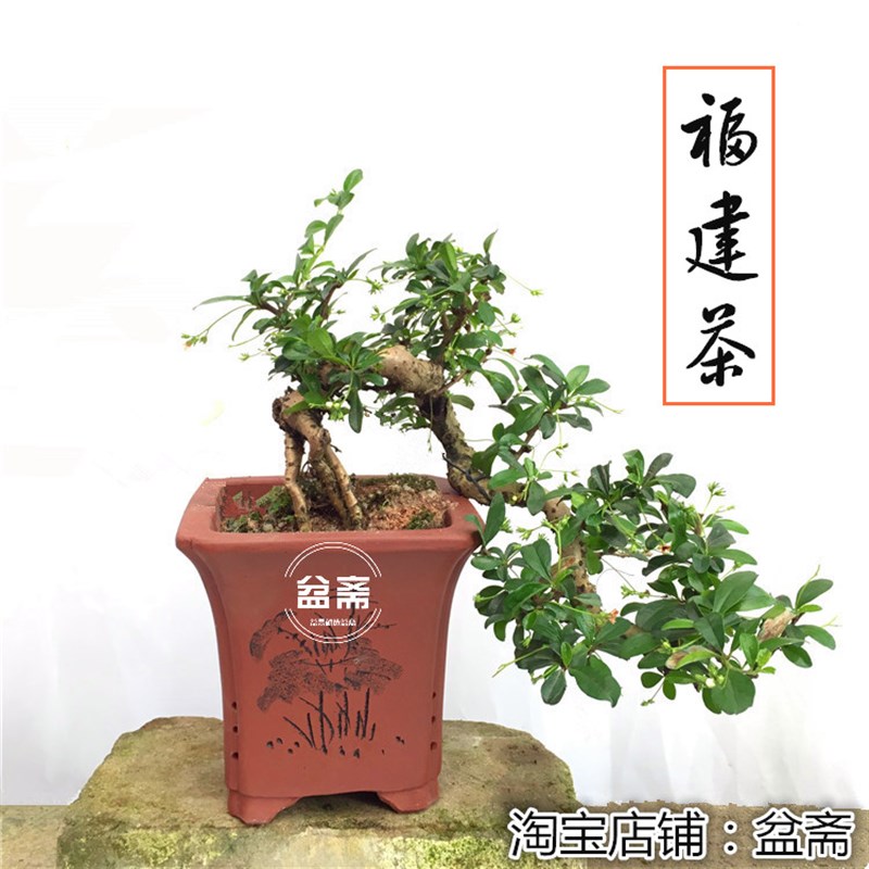 悬崖福建茶盆景办公桌绿植小叶岭南树桩开花结果趣味提根福建茶