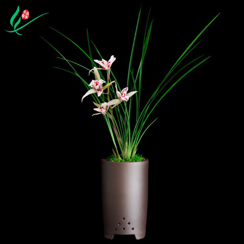 兰花春剑桃园三结义浓香花卉盆景栽土兰带草绿植物花苞名贵苗四川