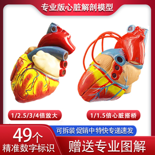 1:1标准人体心脏模型解剖可拆卸教学模型仿真自然大心脏模型医学