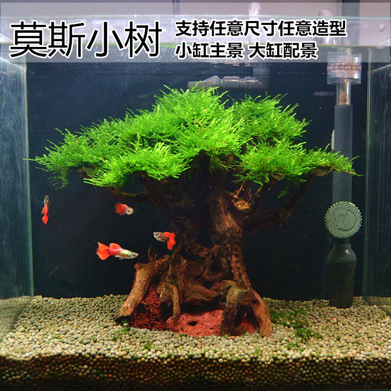 迷你莫斯树造景树沉木水草缸小鱼缸景观小号大树迎客松莫斯水榕树