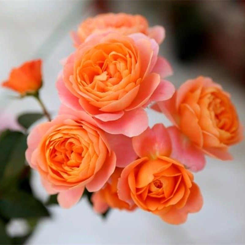 果汁阳台大花微月季花苗四季开浓香大花庭院花卉植物易活玫瑰盆栽,家庭/个人清洁工具,桌面清洁套装,淘宝优惠券,粉丝福利购,淘宝优惠卷