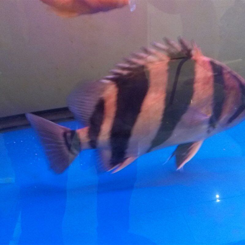 虎鱼三纹虎鱼