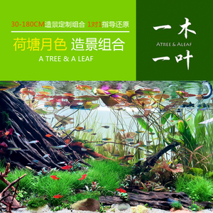 荷塘月色造景 草缸 水草造景 鱼缸造景 鱼缸装饰 一木一叶造景