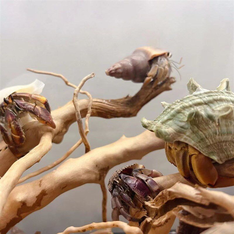 宠物寄居蟹草莓灰白短腕深紫凹足Lila淡紫厄瓜多尔陆生观赏蟹淡水