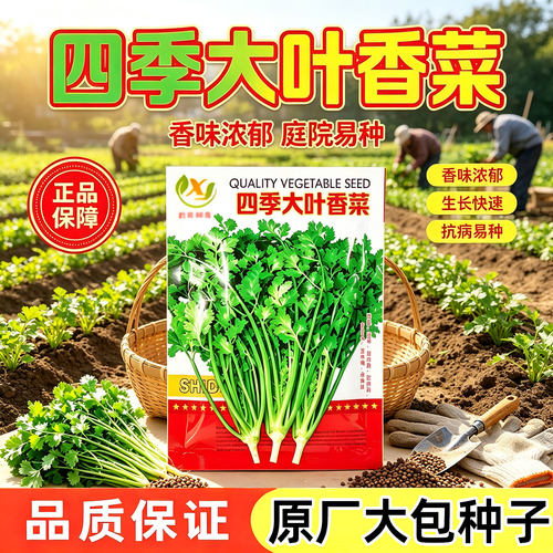 四季大叶香菜芫荽种子耐热耐寒